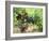 Ripe Grapes in the Vineyard, Domaine Pech-Redon, Coteaux Du Languedoc La Clape-Per Karlsson-Framed Photographic Print