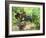 Ripe Grapes in the Vineyard, Domaine Pech-Redon, Coteaux Du Languedoc La Clape-Per Karlsson-Framed Photographic Print