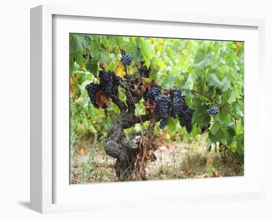 Ripe Grapes in the Vineyard, Domaine Pech-Redon, Coteaux Du Languedoc La Clape-Per Karlsson-Framed Photographic Print