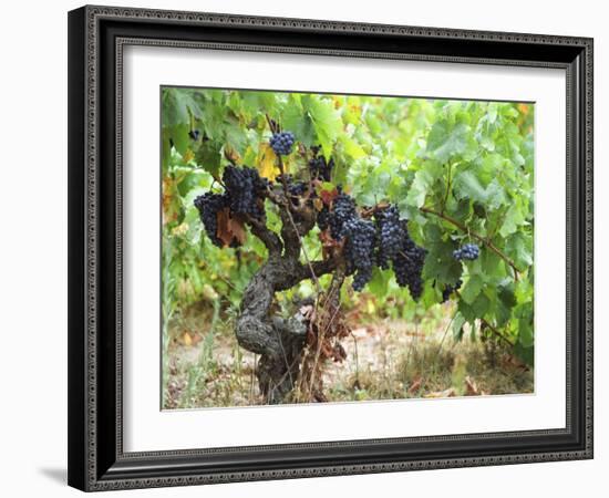 Ripe Grapes in the Vineyard, Domaine Pech-Redon, Coteaux Du Languedoc La Clape-Per Karlsson-Framed Photographic Print