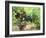 Ripe Grapes in the Vineyard, Domaine Pech-Redon, Coteaux Du Languedoc La Clape-Per Karlsson-Framed Photographic Print