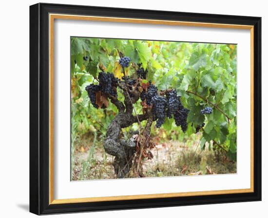 Ripe Grapes in the Vineyard, Domaine Pech-Redon, Coteaux Du Languedoc La Clape-Per Karlsson-Framed Photographic Print