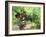 Ripe Grapes in the Vineyard, Domaine Pech-Redon, Coteaux Du Languedoc La Clape-Per Karlsson-Framed Photographic Print