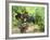 Ripe Grapes in the Vineyard, Domaine Pech-Redon, Coteaux Du Languedoc La Clape-Per Karlsson-Framed Photographic Print