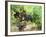 Ripe Grapes in the Vineyard, Domaine Pech-Redon, Coteaux Du Languedoc La Clape-Per Karlsson-Framed Photographic Print