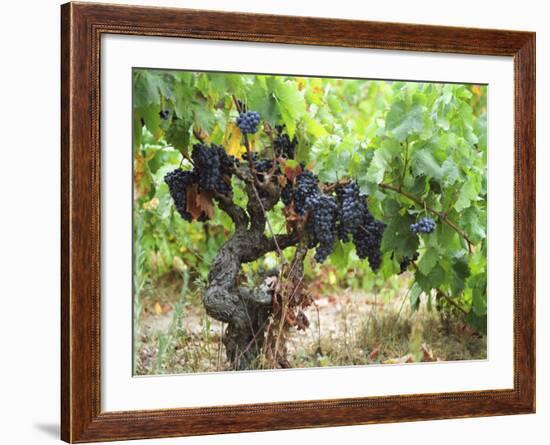 Ripe Grapes in the Vineyard, Domaine Pech-Redon, Coteaux Du Languedoc La Clape-Per Karlsson-Framed Photographic Print