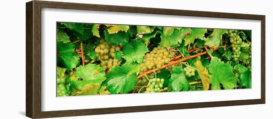 Ripe Green Grapes on the Vine, Quebec, Canada-null-Framed Photographic Print