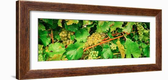 Ripe Green Grapes on the Vine, Quebec, Canada-null-Framed Photographic Print