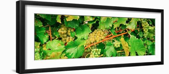 Ripe Green Grapes on the Vine, Quebec, Canada-null-Framed Photographic Print