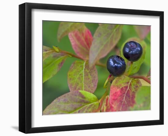 Ripe Huckleberries, Flathead National Forest, Montana, USA-Chuck Haney-Framed Photographic Print