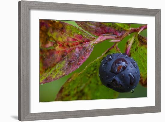 Ripe Huckleberries in a Light Rain Near Whitefish, Montana, USA-Chuck Haney-Framed Photographic Print