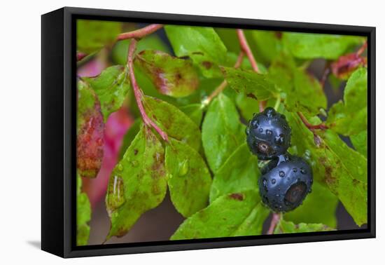 Ripe Huckleberries in a Light Rain Near Whitefish, Montana, USA-Chuck Haney-Framed Premier Image Canvas