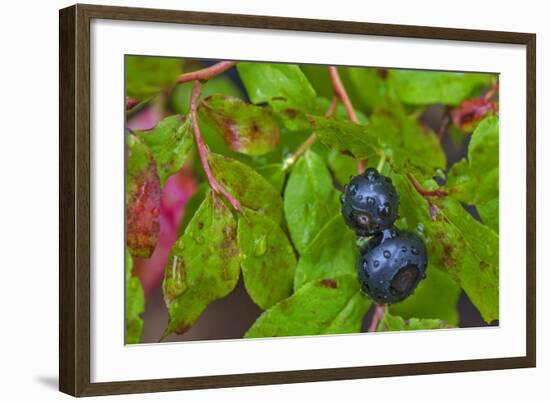 Ripe Huckleberries in a Light Rain Near Whitefish, Montana, USA-Chuck Haney-Framed Photographic Print