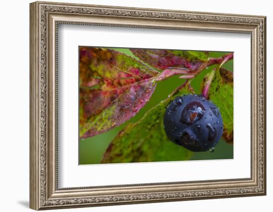 Ripe Huckleberries in a Light Rain Near Whitefish, Montana, USA-Chuck Haney-Framed Photographic Print