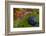 Ripe Huckleberries in a Light Rain Near Whitefish, Montana, USA-Chuck Haney-Framed Photographic Print