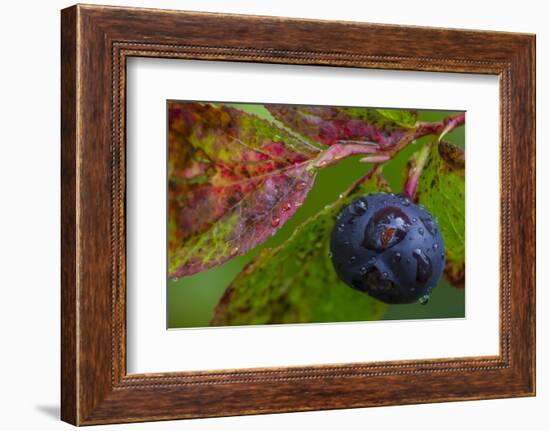 Ripe Huckleberries in a Light Rain Near Whitefish, Montana, USA-Chuck Haney-Framed Photographic Print