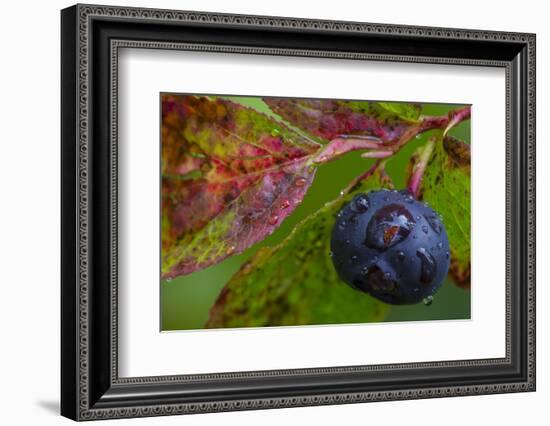 Ripe Huckleberries in a Light Rain Near Whitefish, Montana, USA-Chuck Haney-Framed Photographic Print