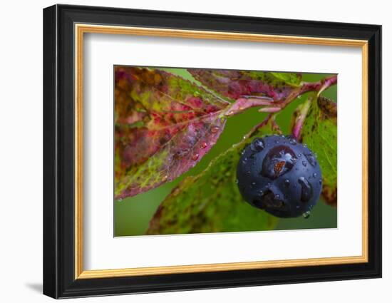 Ripe Huckleberries in a Light Rain Near Whitefish, Montana, USA-Chuck Haney-Framed Photographic Print