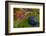 Ripe Huckleberries in a Light Rain Near Whitefish, Montana, USA-Chuck Haney-Framed Photographic Print