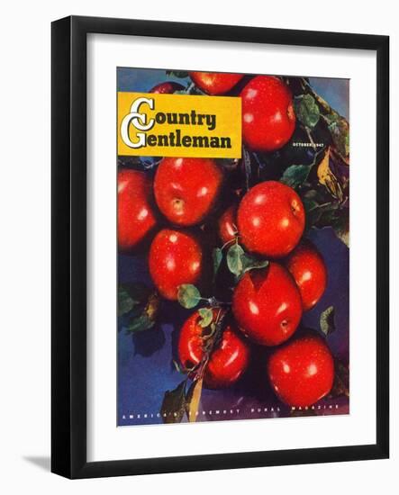 "Ripe Red Apples," Country Gentleman Cover, October 1, 1947-Jon Fujita-Framed Giclee Print