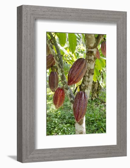 Ripe Red Cacao Pods, Agouti Cacao Farm, Punta Gorda, Belize-Cindy Miller Hopkins-Framed Photographic Print