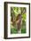 Ripe Red Cacao Pods, Agouti Cacao Farm, Punta Gorda, Belize-Cindy Miller Hopkins-Framed Photographic Print