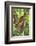 Ripe Red Cacao Pods, Agouti Cacao Farm, Punta Gorda, Belize-Cindy Miller Hopkins-Framed Photographic Print