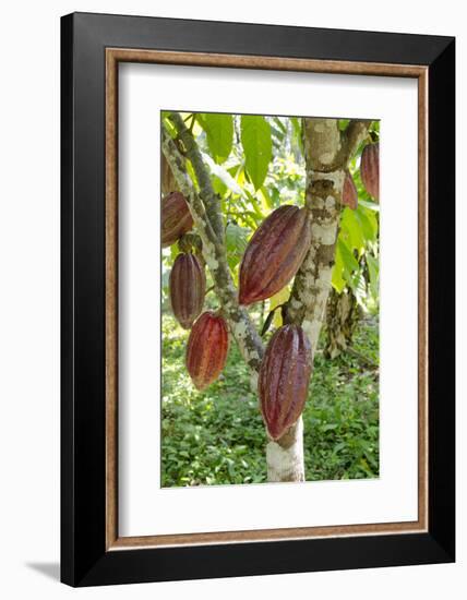 Ripe Red Cacao Pods, Agouti Cacao Farm, Punta Gorda, Belize-Cindy Miller Hopkins-Framed Photographic Print