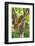 Ripe Red Cacao Pods, Agouti Cacao Farm, Punta Gorda, Belize-Cindy Miller Hopkins-Framed Photographic Print