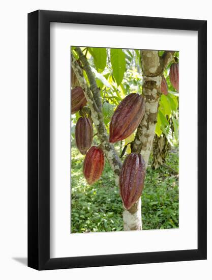 Ripe Red Cacao Pods, Agouti Cacao Farm, Punta Gorda, Belize-Cindy Miller Hopkins-Framed Photographic Print