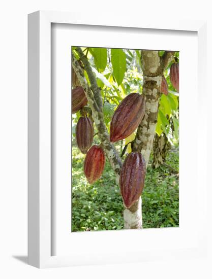 Ripe Red Cacao Pods, Agouti Cacao Farm, Punta Gorda, Belize-Cindy Miller Hopkins-Framed Photographic Print