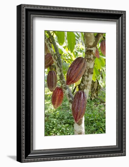 Ripe Red Cacao Pods, Agouti Cacao Farm, Punta Gorda, Belize-Cindy Miller Hopkins-Framed Photographic Print