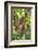 Ripe Red Cacao Pods, Agouti Cacao Farm, Punta Gorda, Belize-Cindy Miller Hopkins-Framed Photographic Print