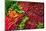 Ripe Red Thai Peppers Display-null-Mounted Art Print