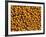 Ripe Soybeans-Chuck Haney-Framed Photographic Print