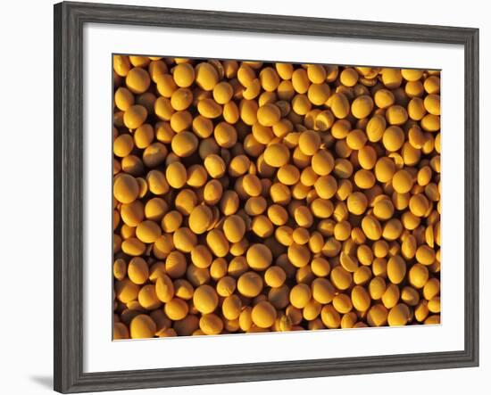 Ripe Soybeans-Chuck Haney-Framed Photographic Print