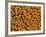 Ripe Soybeans-Chuck Haney-Framed Photographic Print
