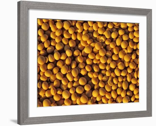 Ripe Soybeans-Chuck Haney-Framed Photographic Print