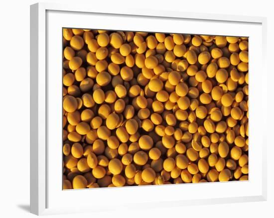 Ripe Soybeans-Chuck Haney-Framed Photographic Print