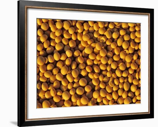 Ripe Soybeans-Chuck Haney-Framed Photographic Print