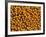 Ripe Soybeans-Chuck Haney-Framed Photographic Print