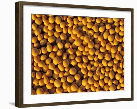 Ripe Soybeans-Chuck Haney-Framed Photographic Print