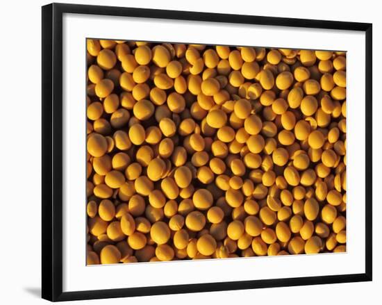 Ripe Soybeans-Chuck Haney-Framed Photographic Print