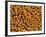 Ripe Soybeans-Chuck Haney-Framed Photographic Print