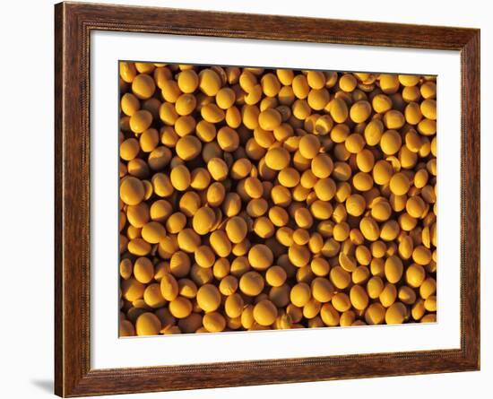 Ripe Soybeans-Chuck Haney-Framed Photographic Print