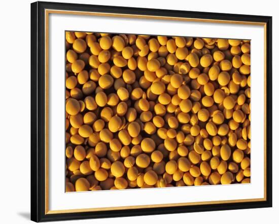 Ripe Soybeans-Chuck Haney-Framed Photographic Print