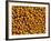 Ripe Soybeans-Chuck Haney-Framed Photographic Print