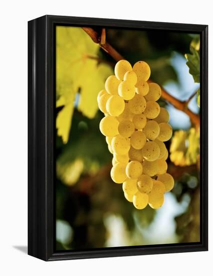 Ripe White Wine Grapes on Vine (Grüner Veltliner, Lower Austria)-Herbert Lehmann-Framed Premier Image Canvas