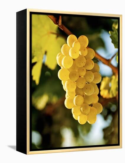 Ripe White Wine Grapes on Vine (Grüner Veltliner, Lower Austria)-Herbert Lehmann-Framed Premier Image Canvas