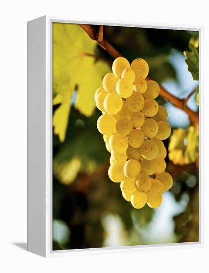 Ripe White Wine Grapes on Vine (Grüner Veltliner, Lower Austria)-Herbert Lehmann-Framed Premier Image Canvas